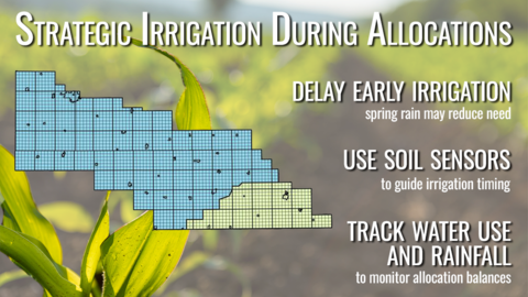 corn field graphic with irrigation tips
