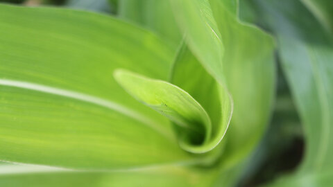 closeup of corn leaves down center of stalk
