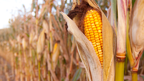 Mature corn field at harvest