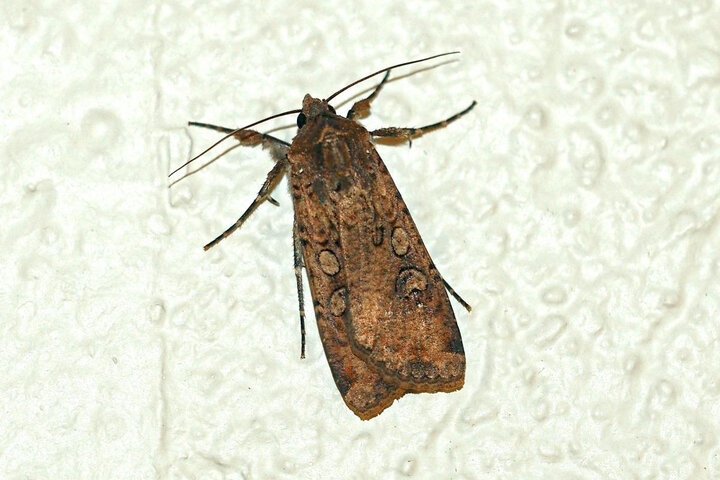 variegated cutworm moth